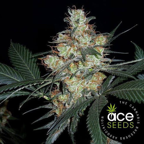 Ace Seeds - Nepal Jam